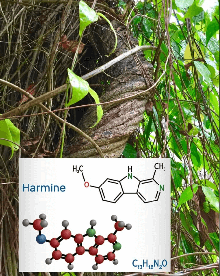 Banisteriopsis caapi