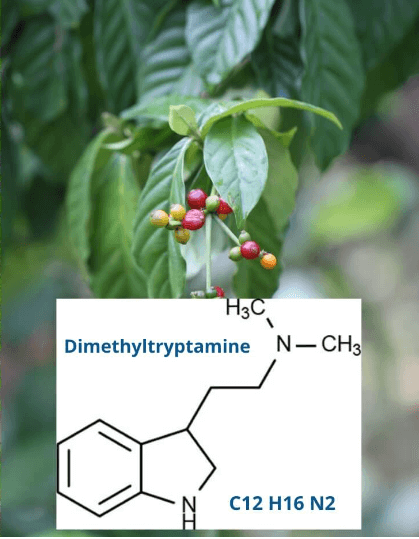 Psychotria viridis